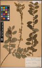 Foto von Salix aurita L. x Salix hastata L.